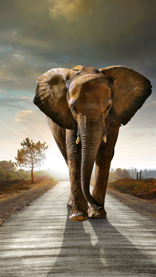 Elephant, sunset, road, nature (vertical)