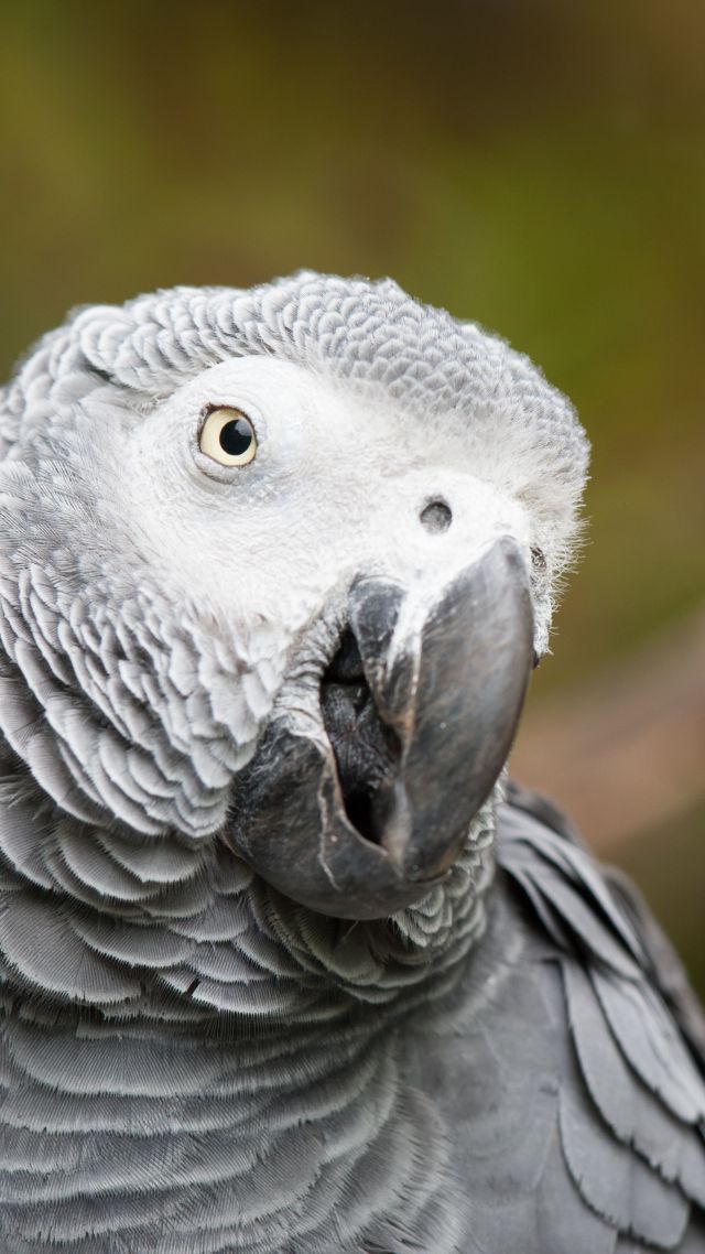 African grey parrot, cute animals, funny, blur (vertical)