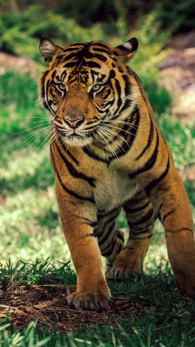 Tiger, savanna, cute animals (vertical)