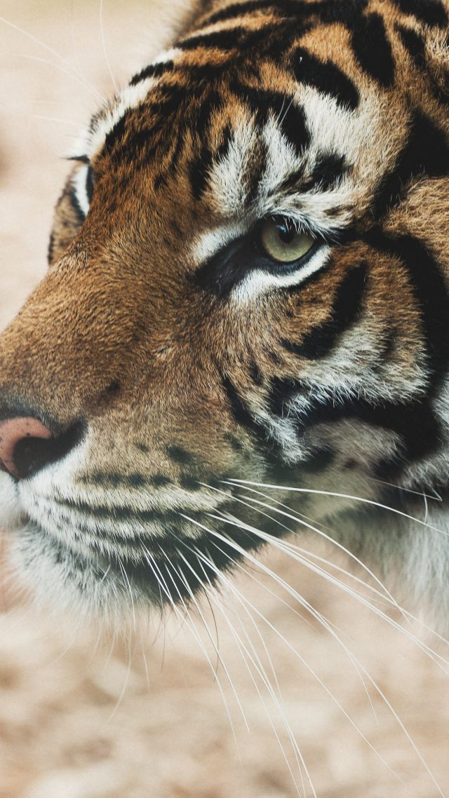 Tiger, savanna, look, cute animals (vertical)