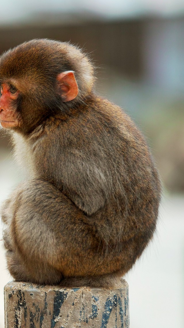 Macaque, monkey, cute animals, funny (vertical)
