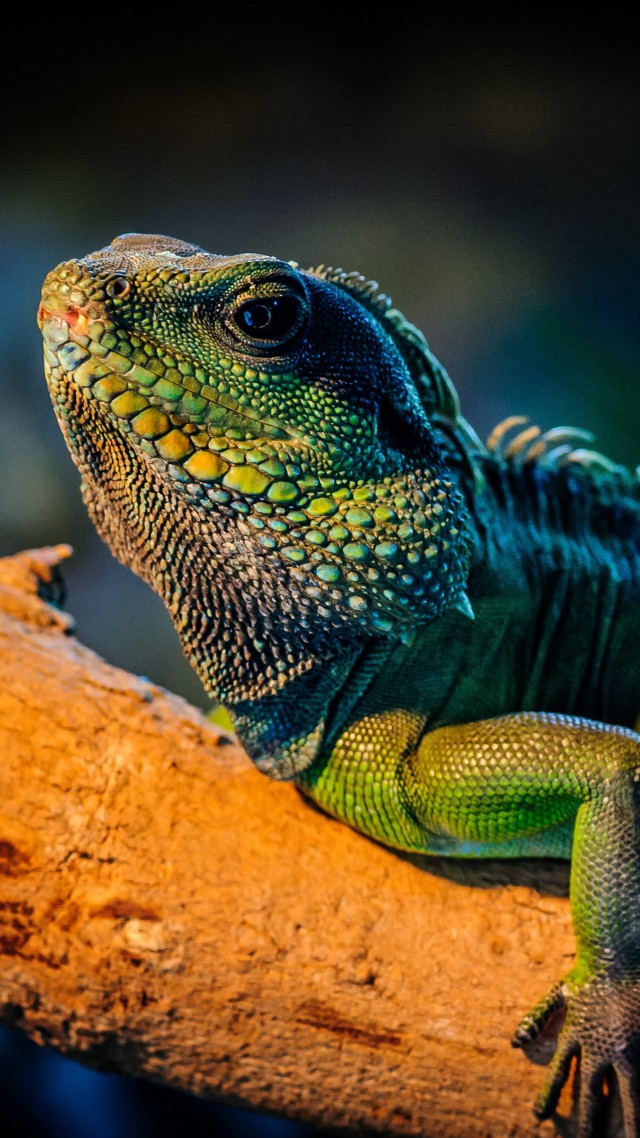 iguana, lizard, cute animals (vertical)