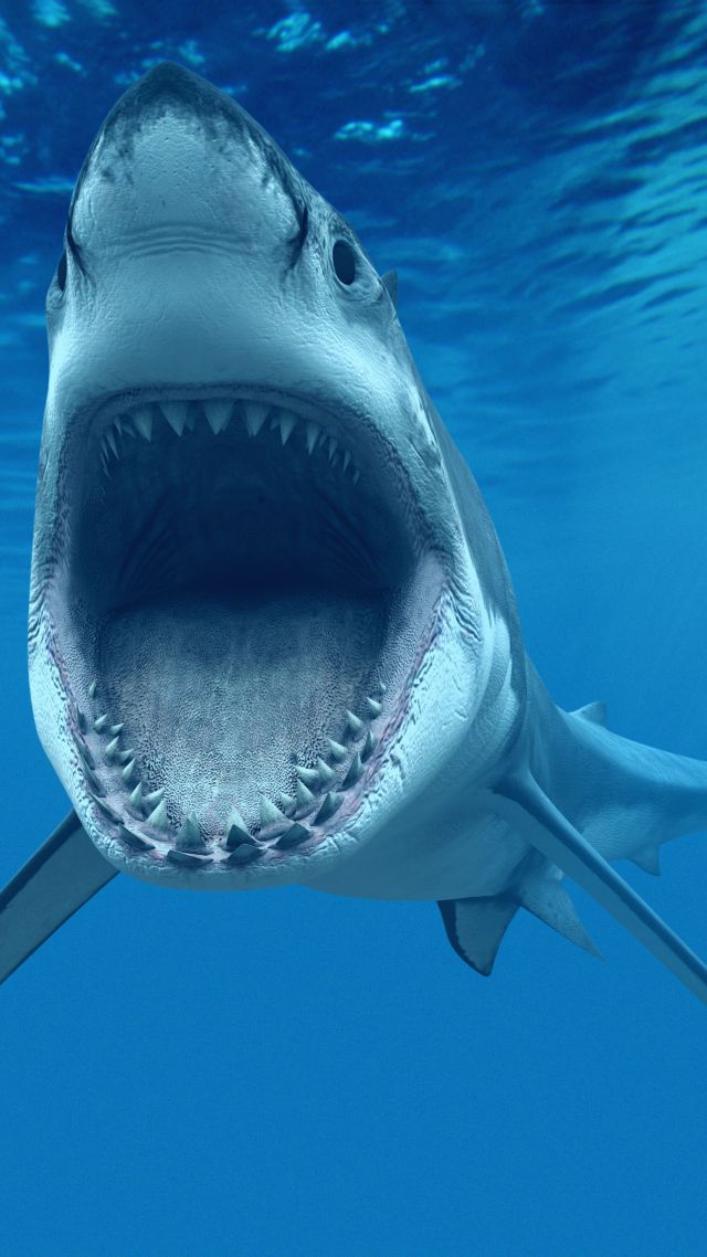 Wallpaper Shark, underwater, Best Diving Sites, Animals #4683