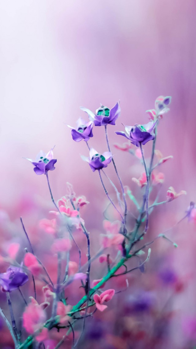Wallpaper Wildflowers, 4k, HD wallpaper, purple, Nature #4704