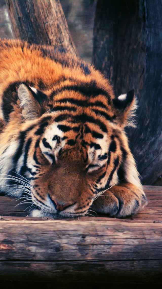 Tiger, cute animals, funny (vertical)