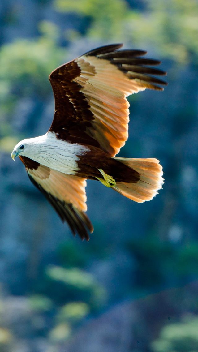 Eagle, flight, trees (vertical)