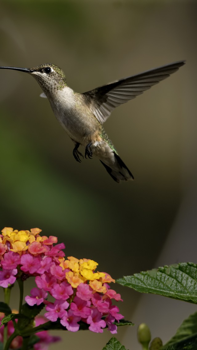 colibri, flowers, flight, blur (vertical)