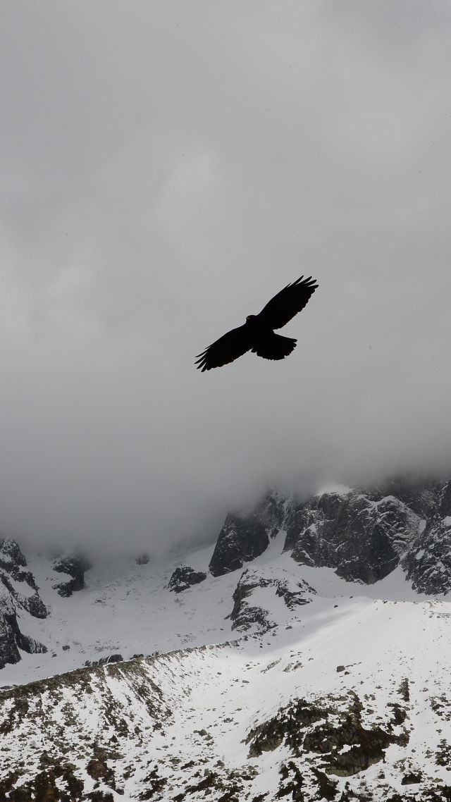 Eagle, mountains, flight, clouds (vertical)