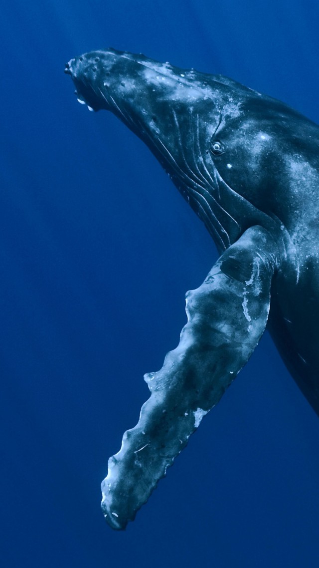 Whale, underwater, Best Diving Sites (vertical)