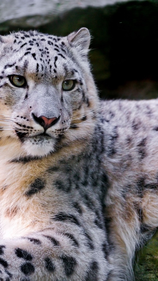 Snow leopard, wild, nature, eyes (vertical)