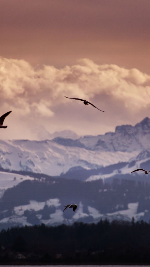 Switzerland, 5k, 4k wallpaper, 8k, Alps, mountains, seagulls, clouds (vertical)
