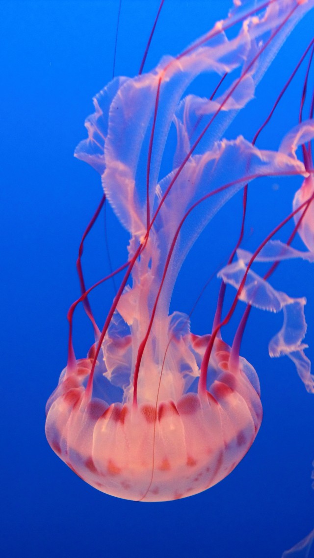 Pink Jellyfish, Monterey Bay Aquarium, diving, tourism (vertical)