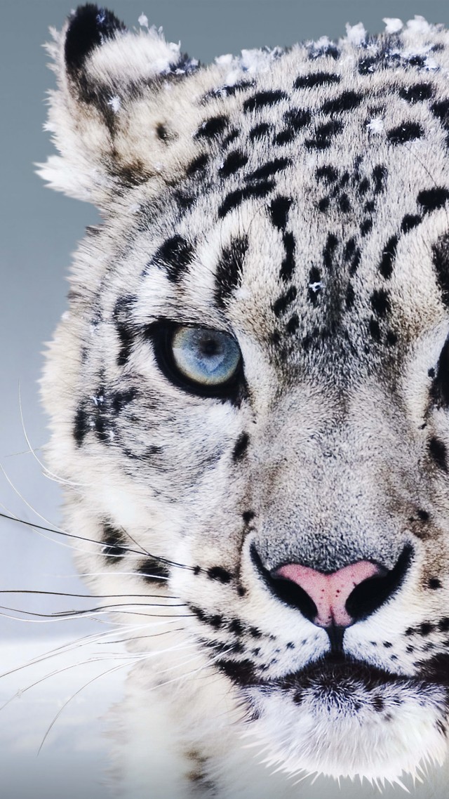 Snow Leopard, China, blue eyes, snow (vertical)