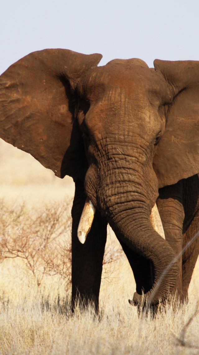 Elephant, Kruger National Park, Africa, wildlife (vertical)
