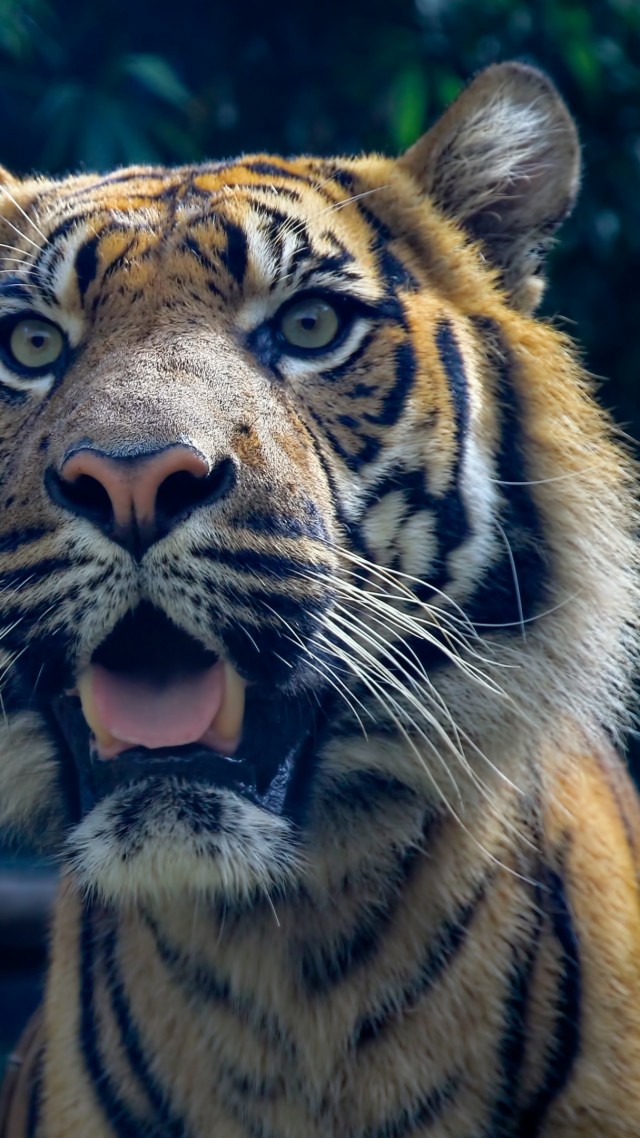 Tiger, 4k, HD wallpaper, Sumatran, amazing eyes, fur, look (vertical)