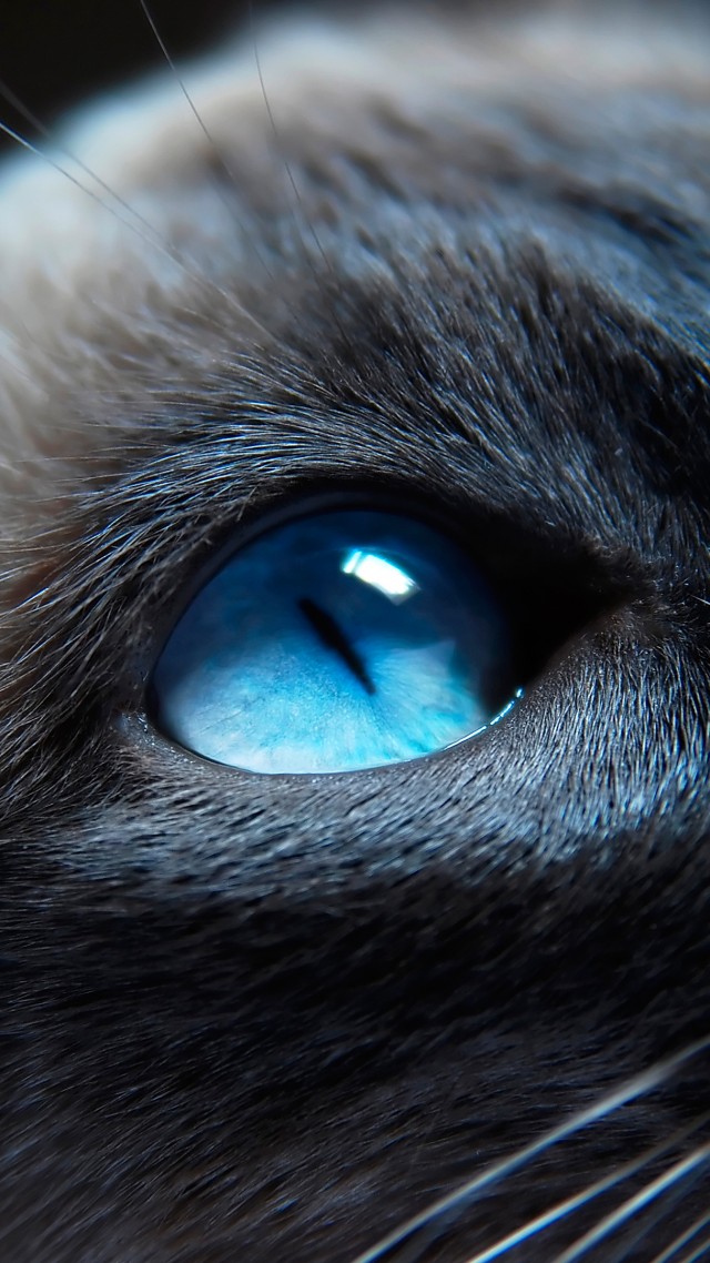 cat, kitty, siamese, blue eyes, muzzle, beautiful, close-up, portrat (vertical)