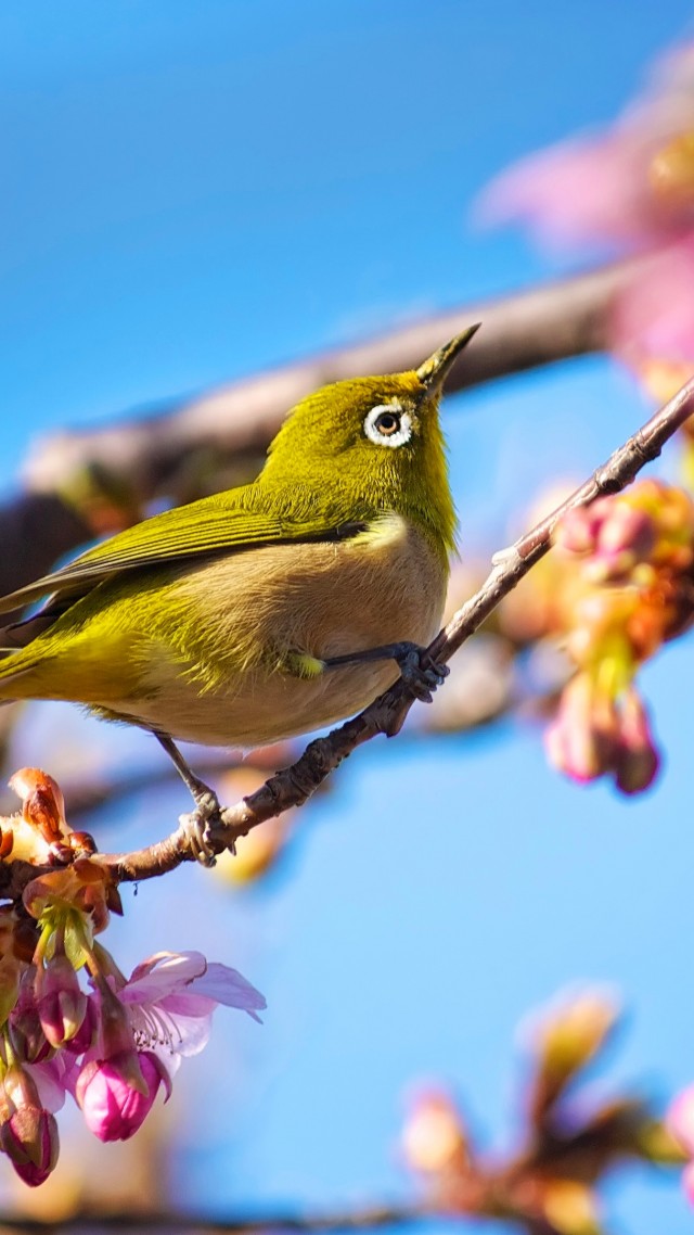 Japanese bird, White Eye, nature, flowers, spring, blue sky, sakura (vertical)