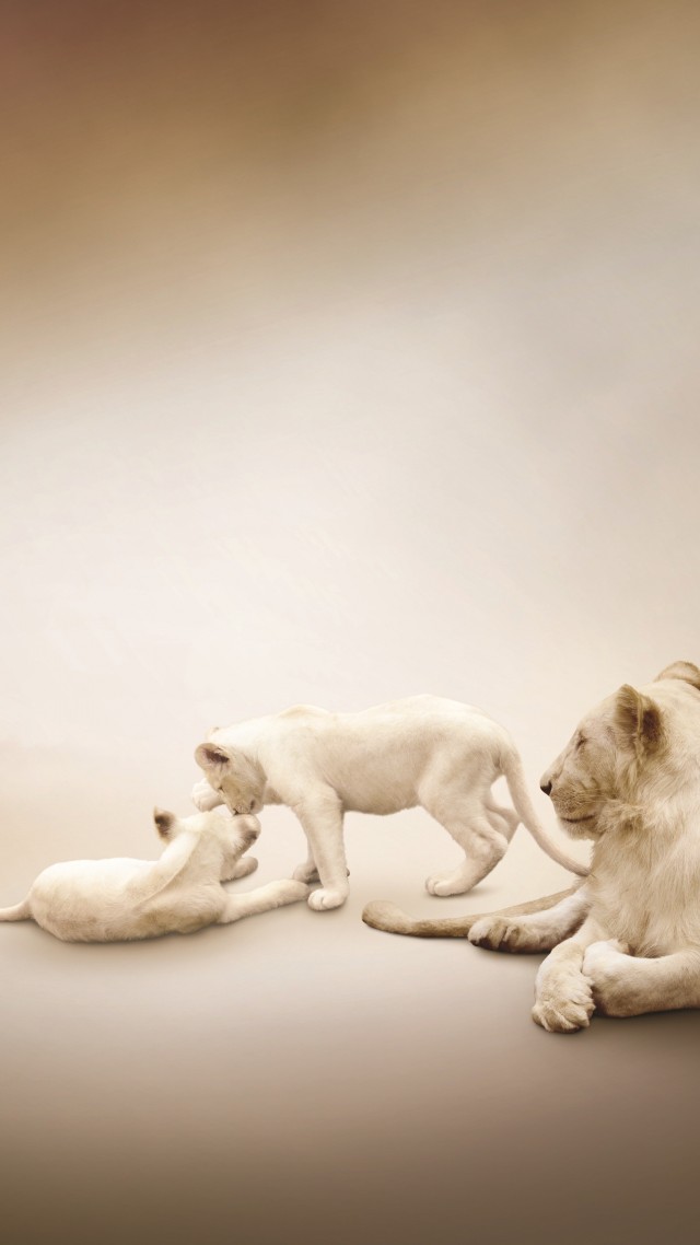 White lion, Lion Family, white background (vertical)
