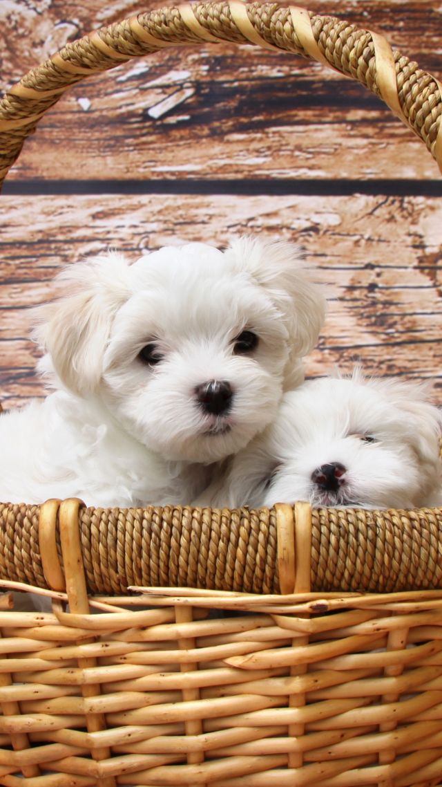 Maltese dogs, puppy, white, pet (vertical)