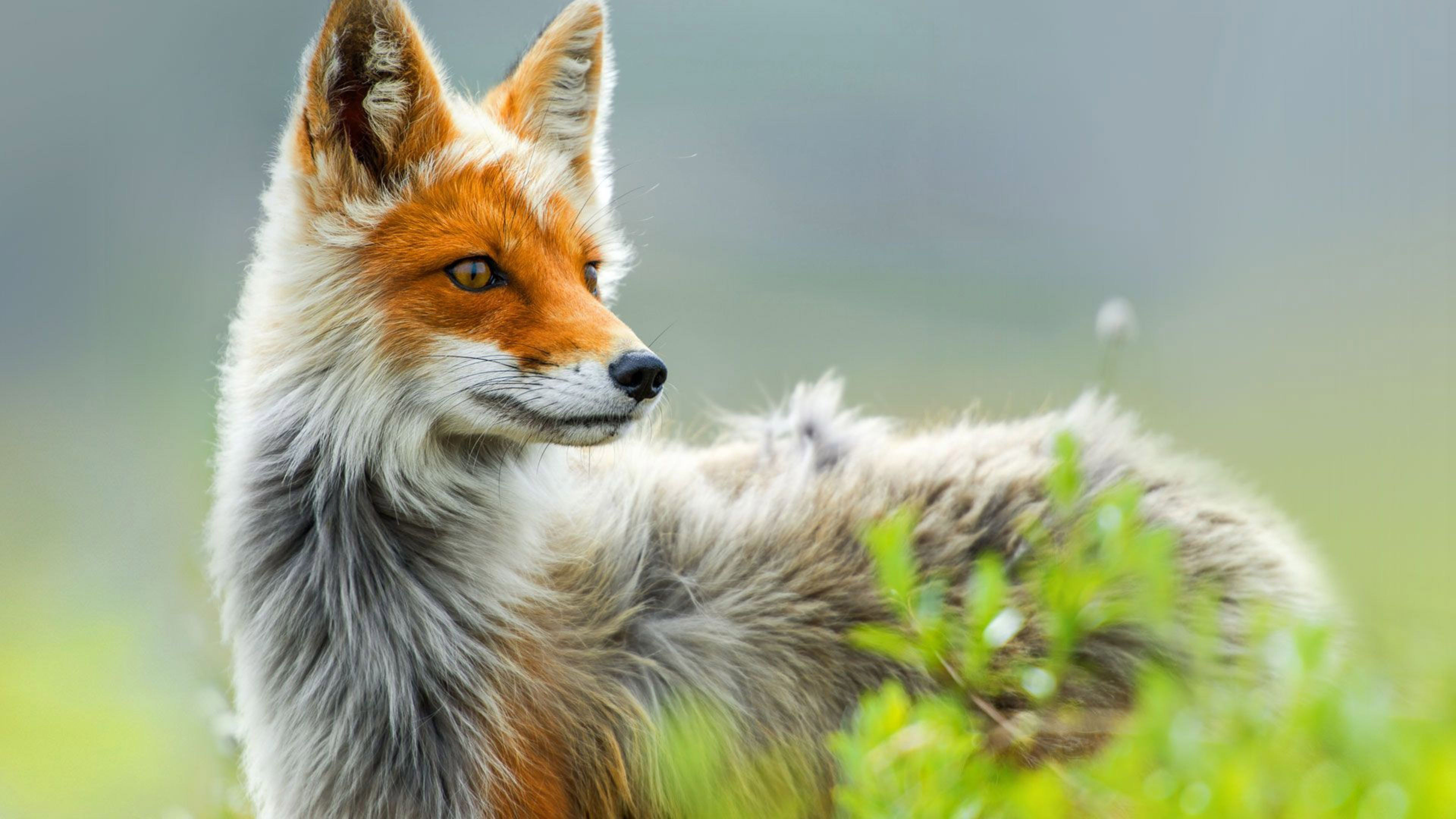 Wallpaper Fox, wild, gray, red, Animals #607