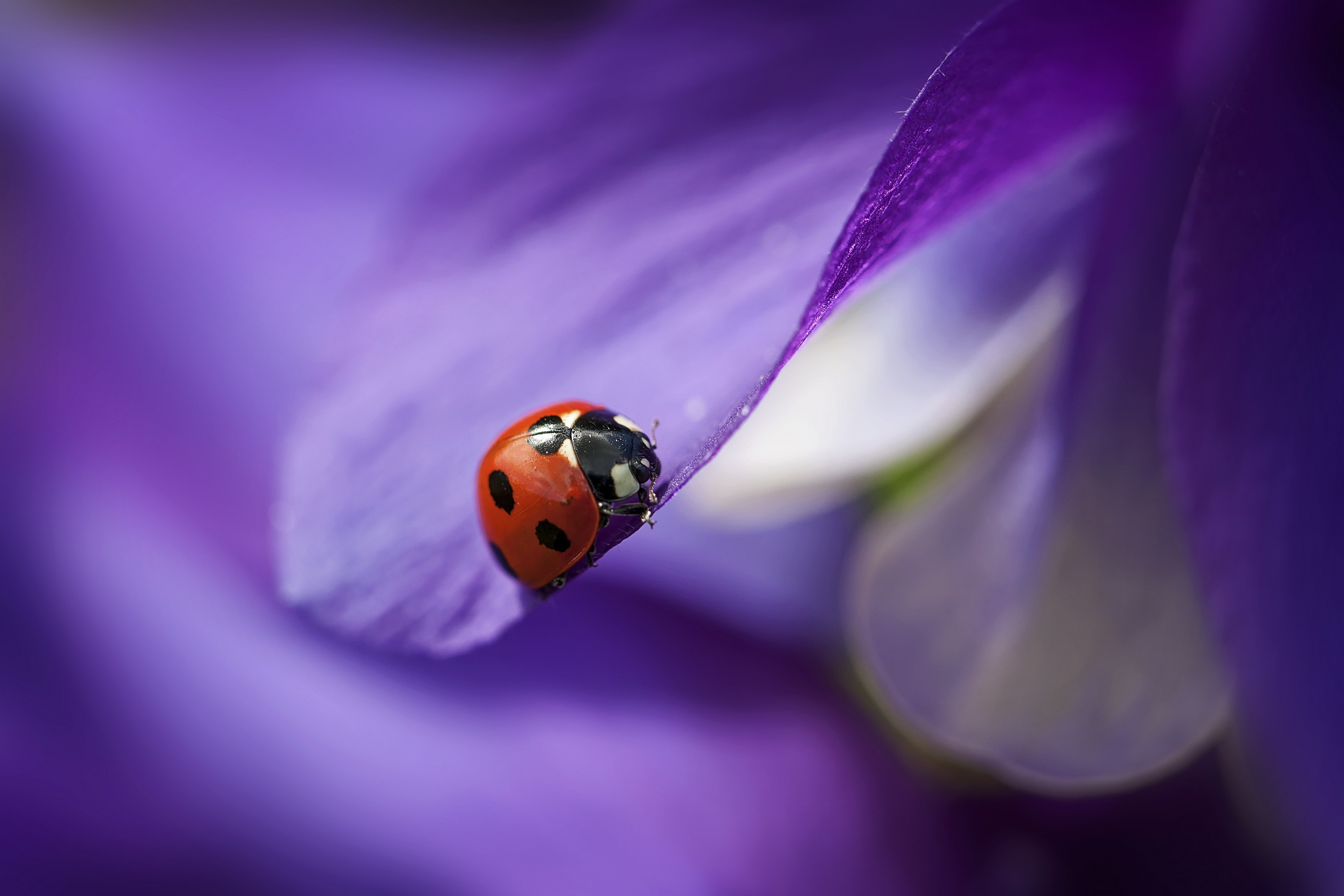 Wallpaper ladybug, macro, blur, purple, Animals 4512