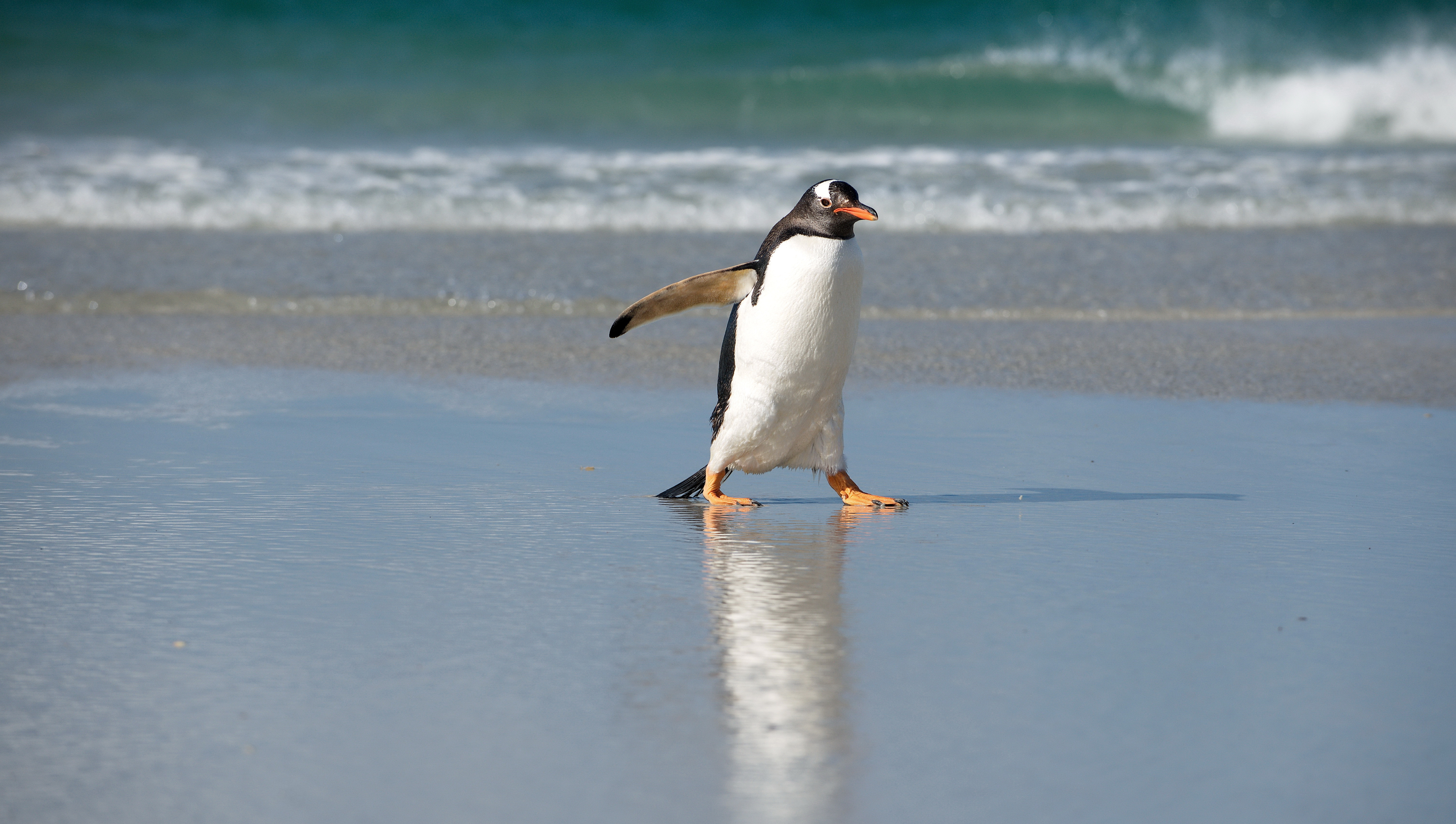 Wallpaper Pinguin, shore, sea, ocean, cute animals
