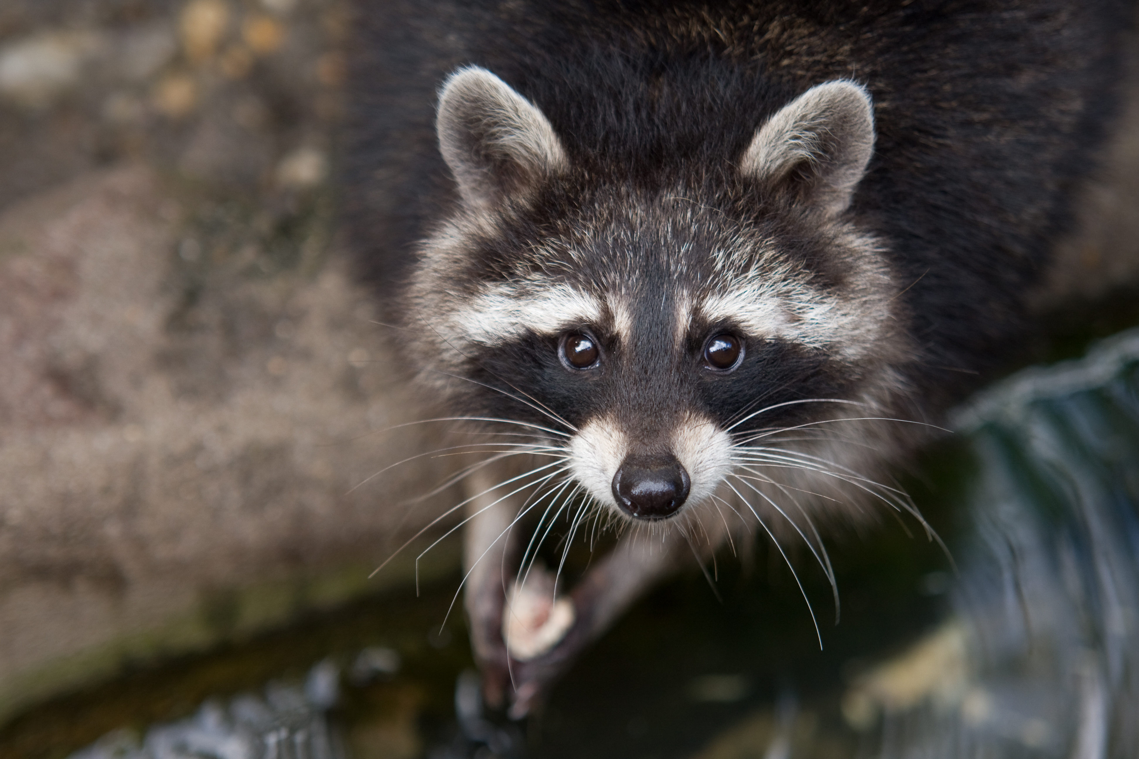 Wallpaper raccoon, eyes, look, fur, close-up, nature 