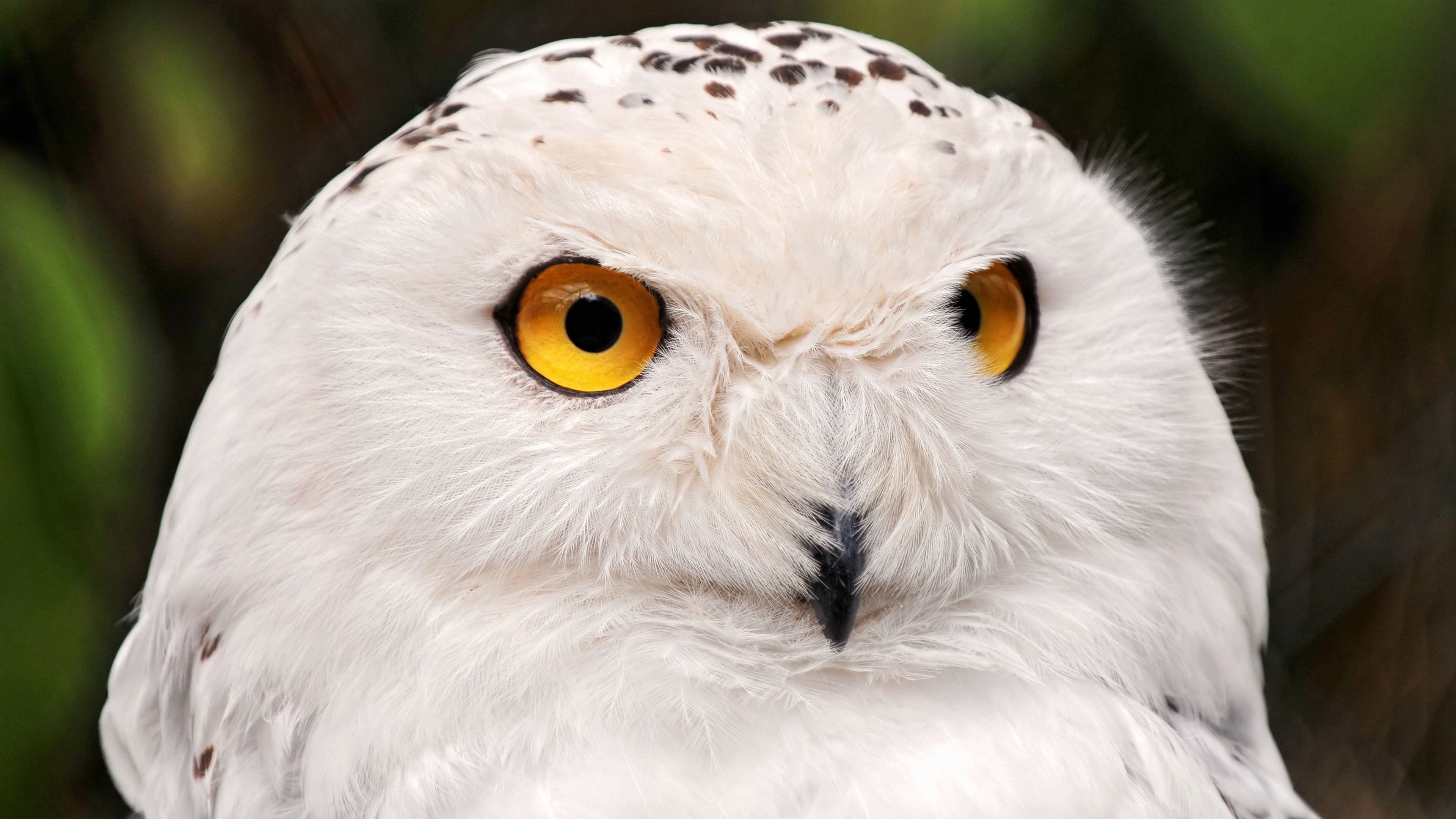 Wallpaper snowy owl, yellow eyes, portrait, wild nature