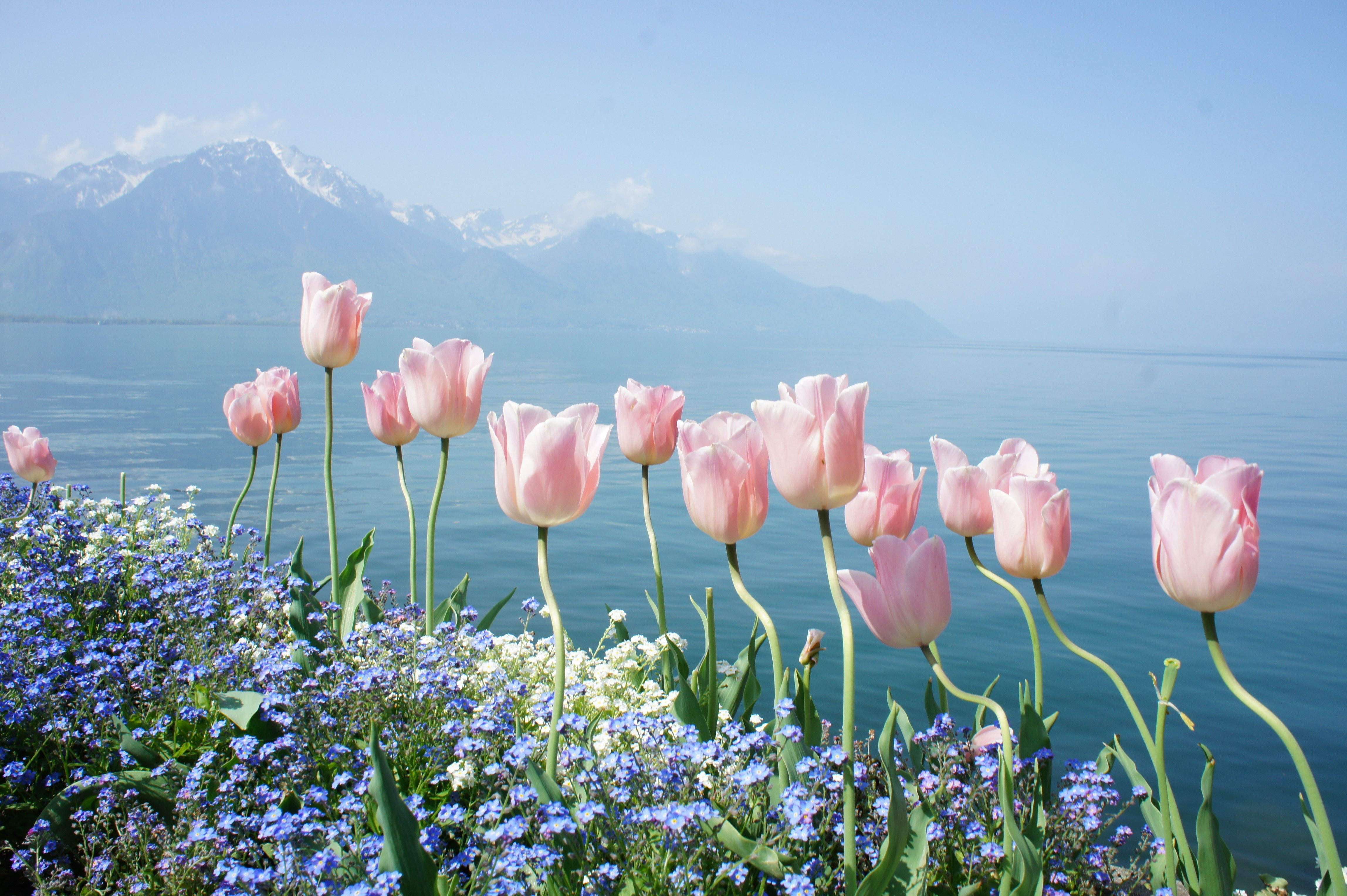 Spring Flowers Wallpaper Nature Flowers Spring Flowers Mountains
