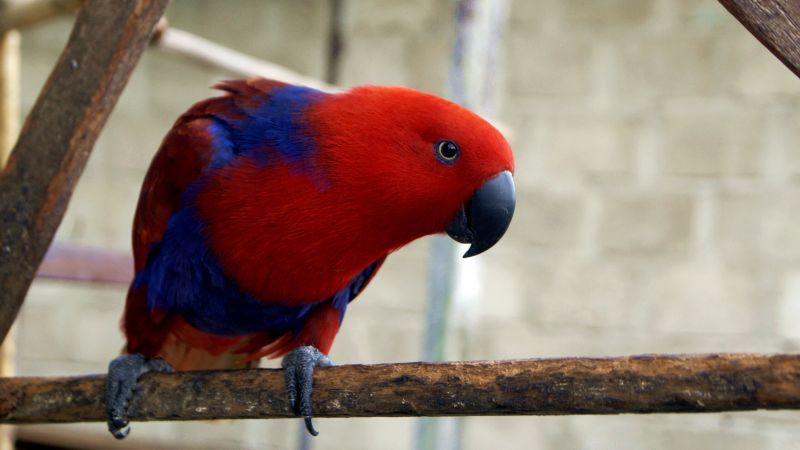 electus parrot, Eclectus roratus, Gag Island, red (horizontal)