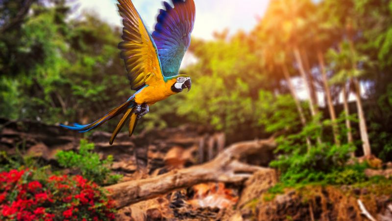 flying parrot, yellow, blue (horizontal)