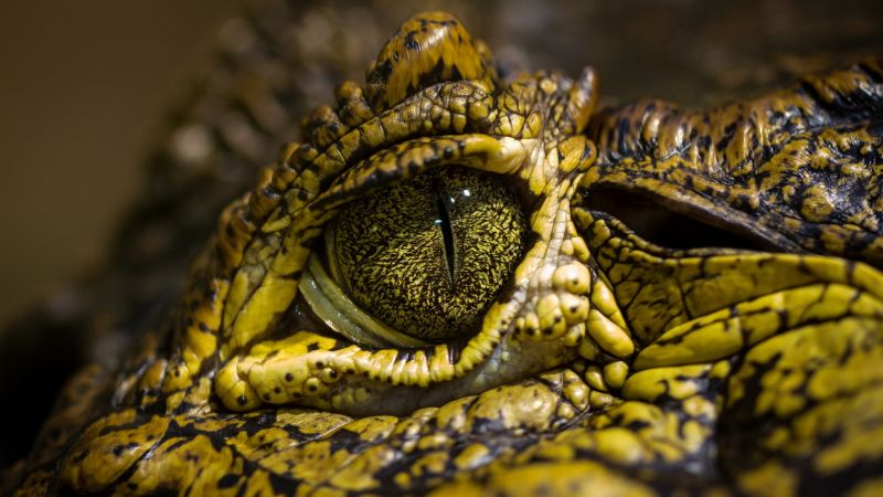eye crocodile, wild eyes, reptilies (horizontal)