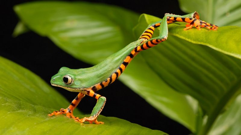 a long frog, green (horizontal)