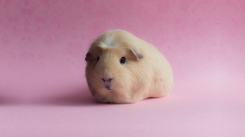 Guinea Pig, pink, funny animals (horizontal)