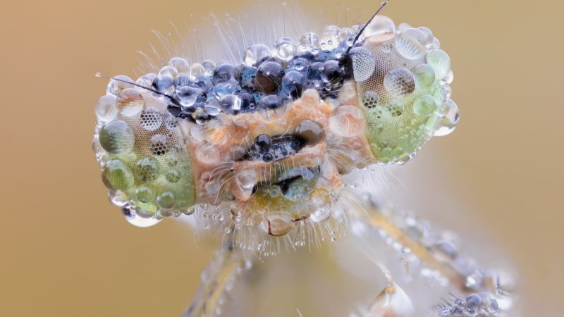 eye, drops, macro, dew, dragonfly (horizontal)