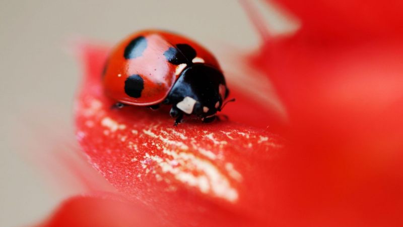 ladybird, red, beetle, flower (horizontal)