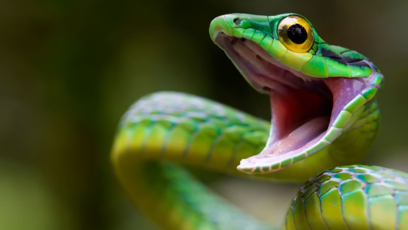 Satiny Parrot Snake, Snake, green, danger, eyes (horizontal)