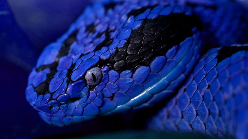 Snake, blue, danger, eyes (horizontal)