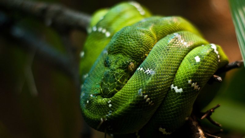 Python, Singapore, zoo, Emerald, Green, snake, eyes, close-up (horizontal)