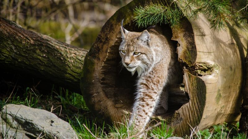 lynx, World's dangerous animals, Wild Cats (horizontal)