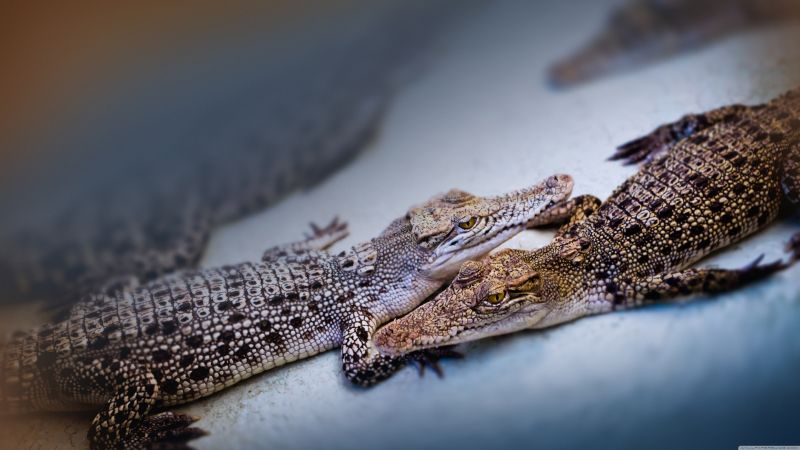 baby crocodiles, cute animals (horizontal)