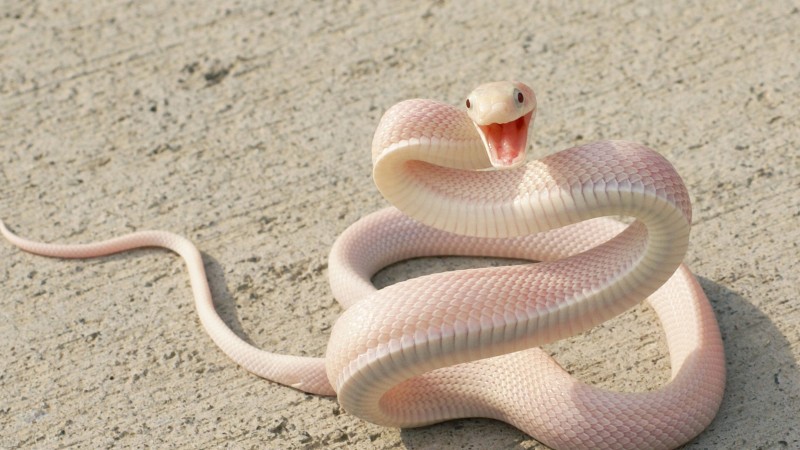 Snake, Pink Snake, asphalt, eyes, attack (horizontal)