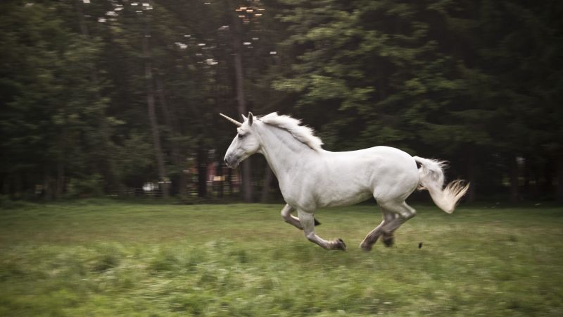 unicorn, horse, nature, white (horizontal)