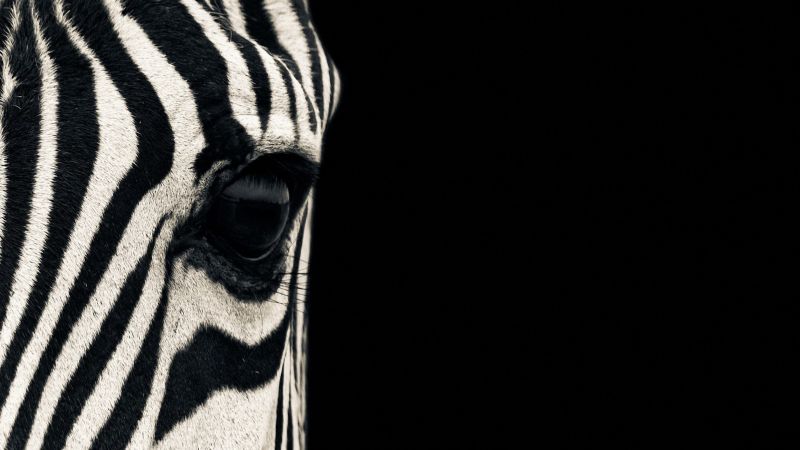 Zebra, eye, Black & White, couple, cute animals (horizontal)