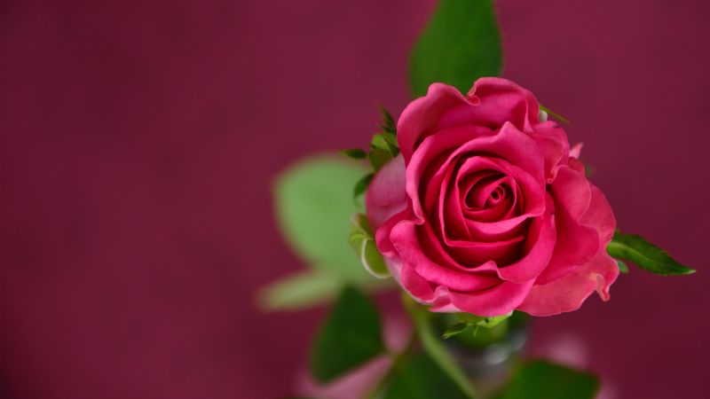 rose, 4k, HD wallpaper, pink, spring, flower (horizontal)