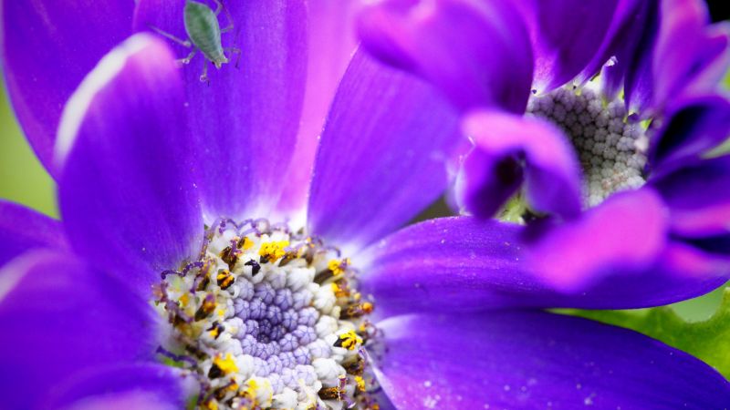 bee, 4k, HD wallpaper, purple, flower, yellow, insects (horizontal)