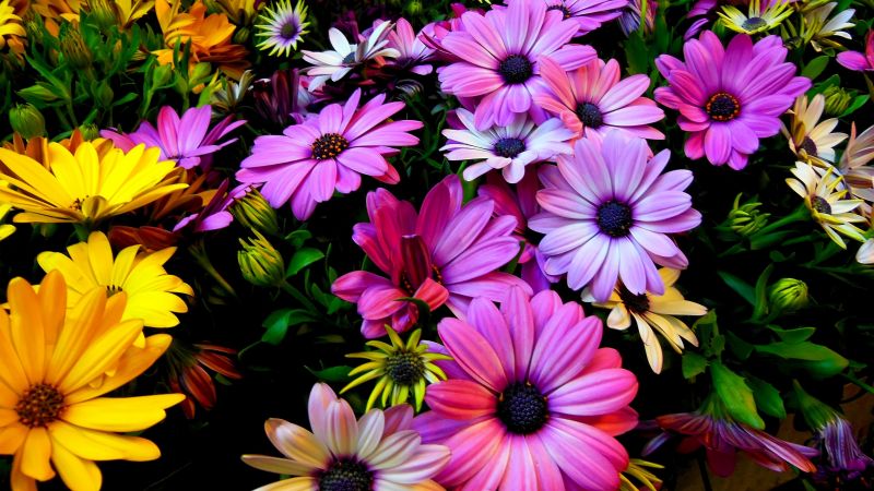 Flowers, 4k, HD wallpaper, Hibiscus, colours (horizontal)