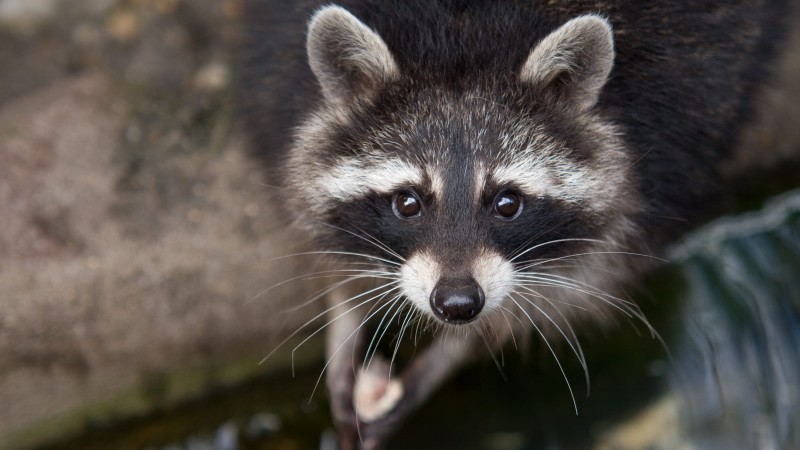 raccoon, eyes, look, fur, close-up, nature, animal (horizontal)