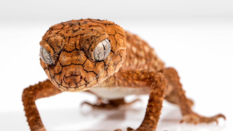 Gecko, Caledonian Crested Gecko, reptile, lizard, close-up, eyes, animals (horizontal)