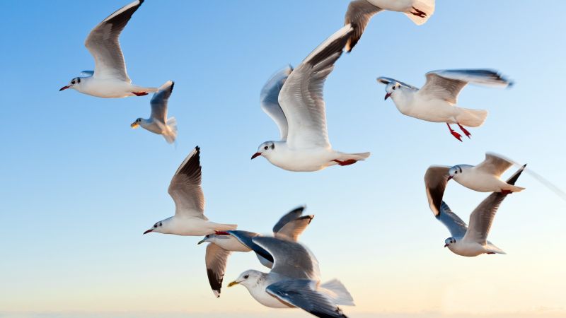 gull, sky, seagulls (horizontal)